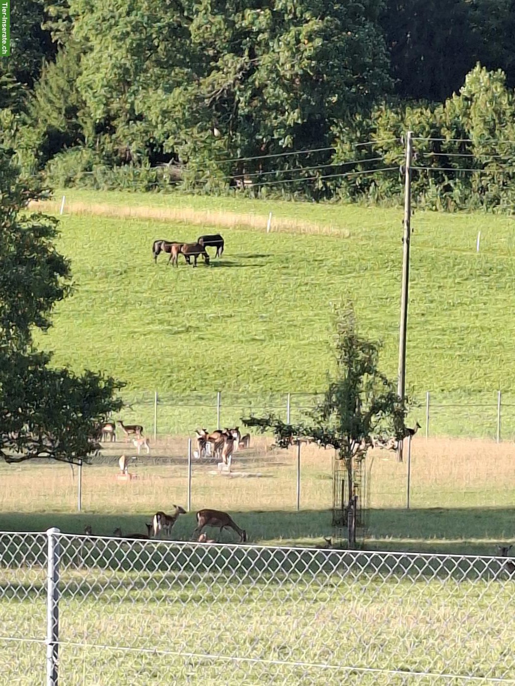 Gruppenstall mit Nachtboxen in Elgg ZH