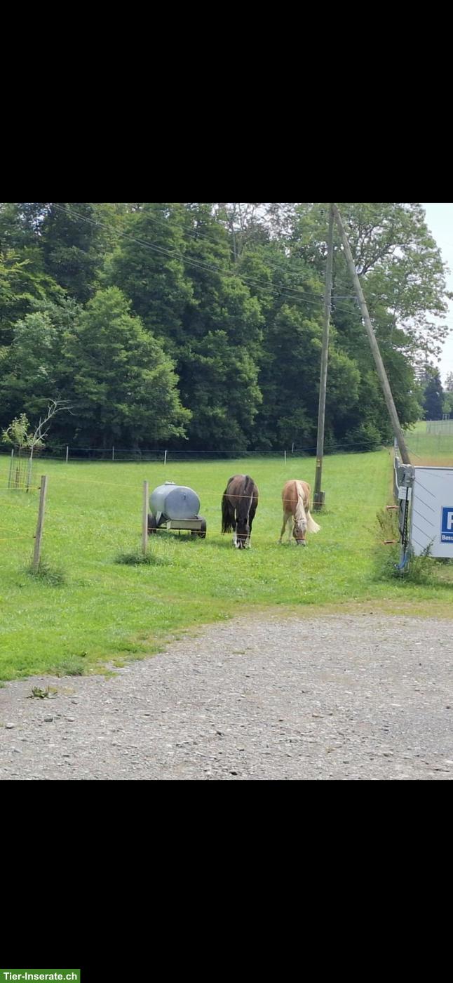 Bild 4: Gruppenstall mit Nachtboxen in Elgg ZH