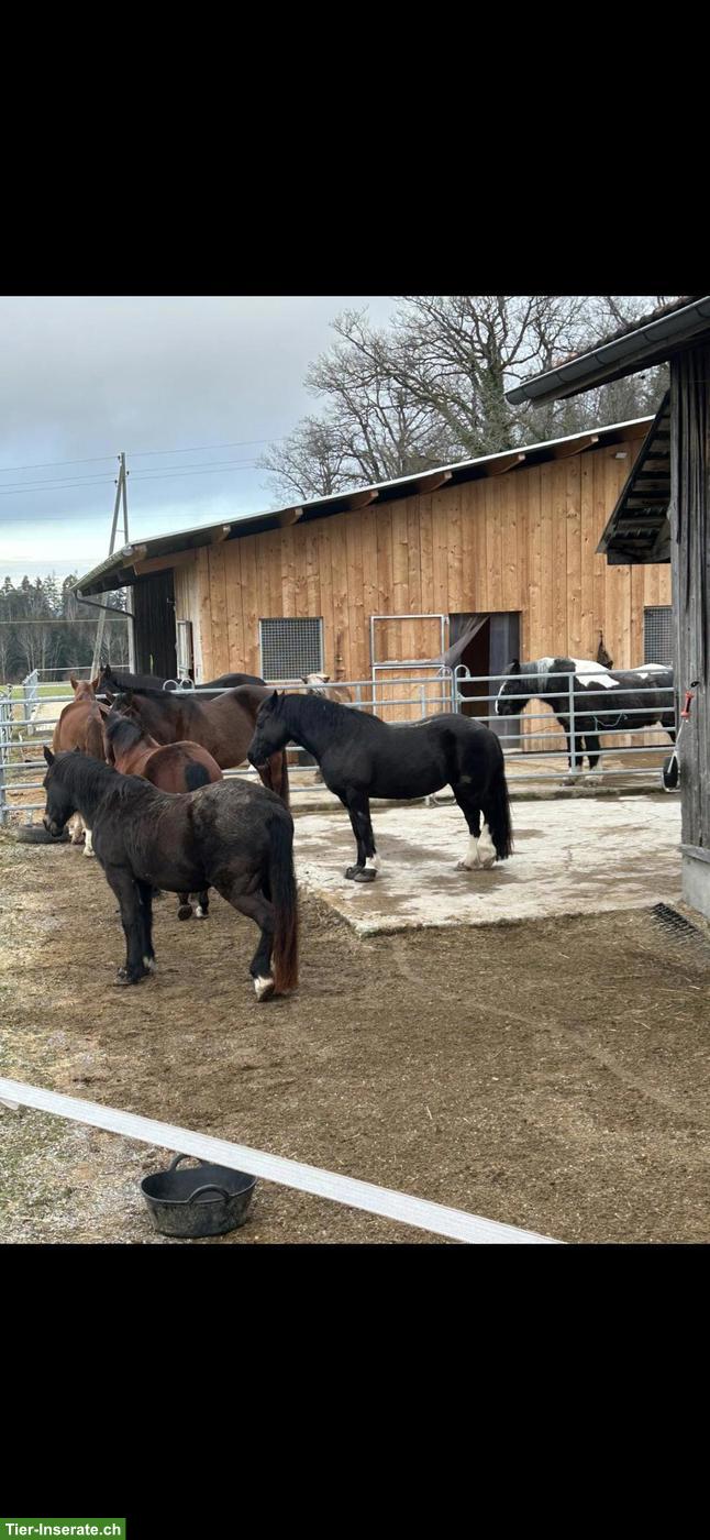 Bild 6: Gruppenstall mit Nachtboxen in Elgg ZH