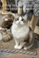 Ragdoll Kastratin 3-jährig sucht neues Zuhause