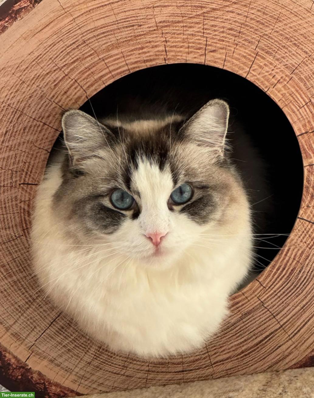 Bild 2: Ragdoll Kastratin 3-jährig sucht neues Zuhause