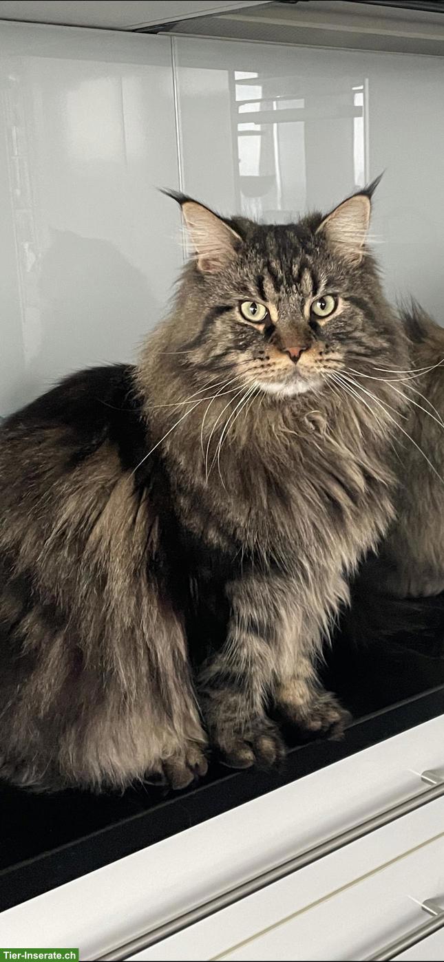 Maine Coon Kater sucht neues ruhiges Plätzchen