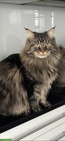 Maine Coon Kater sucht neues ruhiges Plätzchen