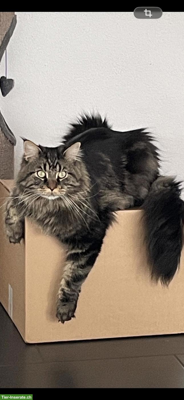 Bild 2: Maine Coon Kater sucht neues ruhiges Plätzchen