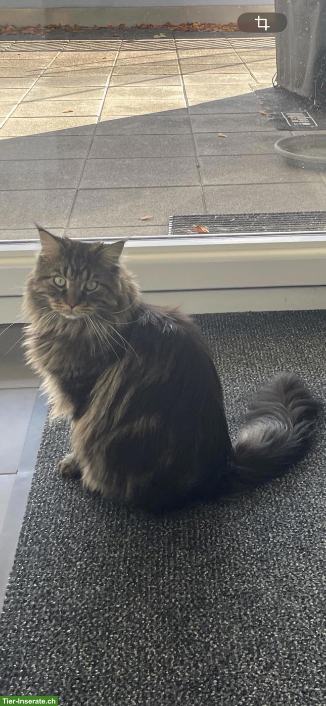 Bild 3: Maine Coon Kater sucht neues ruhiges Plätzchen