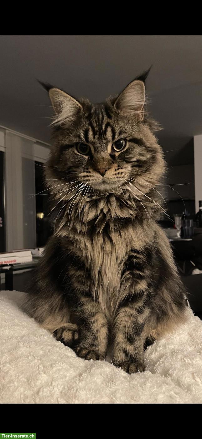 Bild 4: Maine Coon Kater sucht neues ruhiges Plätzchen