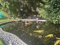 Gelbbrust-Pfeifgänse Paar suchen Zuhause mit Teich