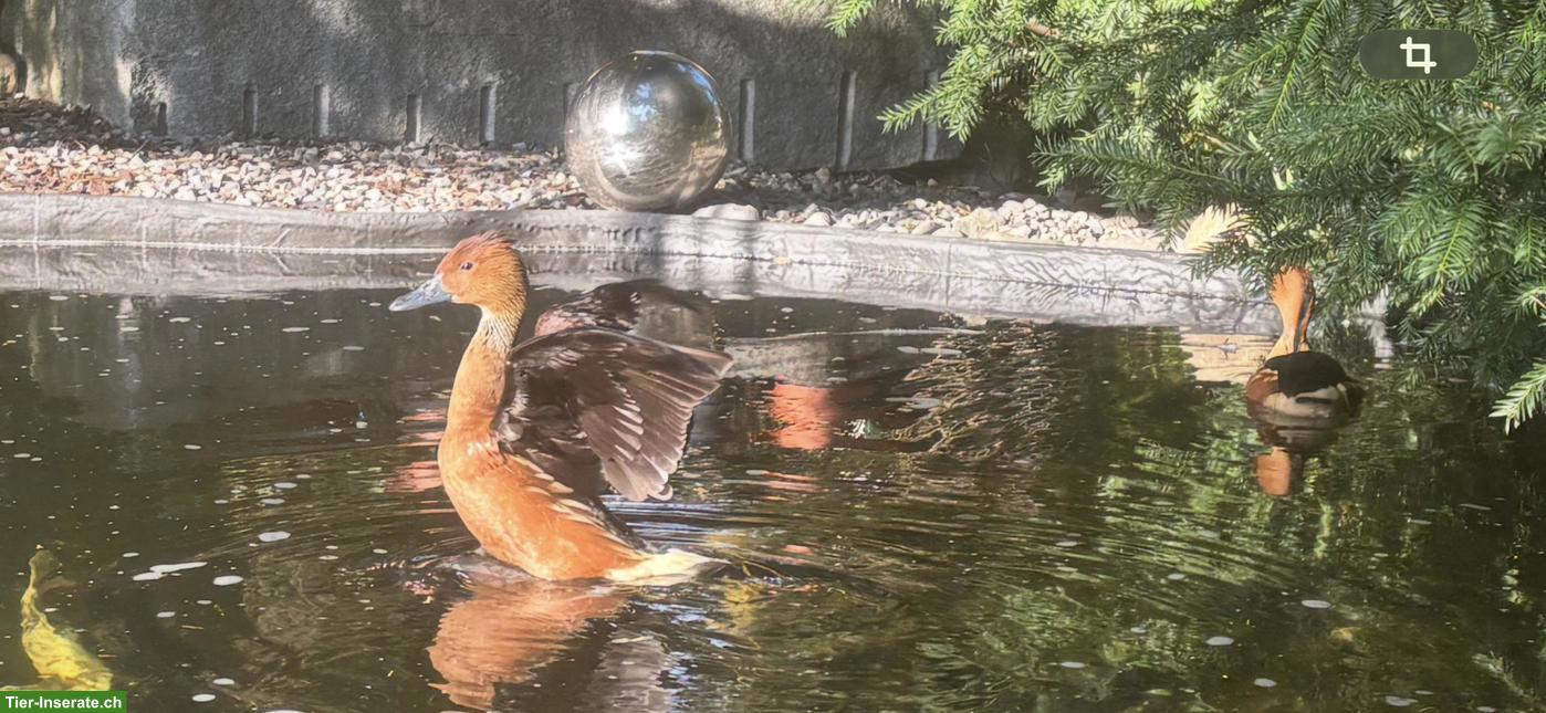 Bild 2: Gelbbrust-Pfeifgänse Paar suchen Zuhause mit Teich