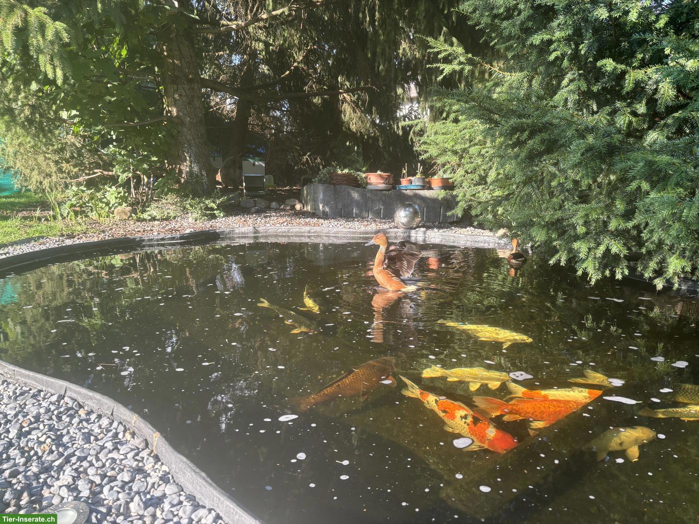 Bild 3: Gelbbrust-Pfeifgänse Paar suchen Zuhause mit Teich