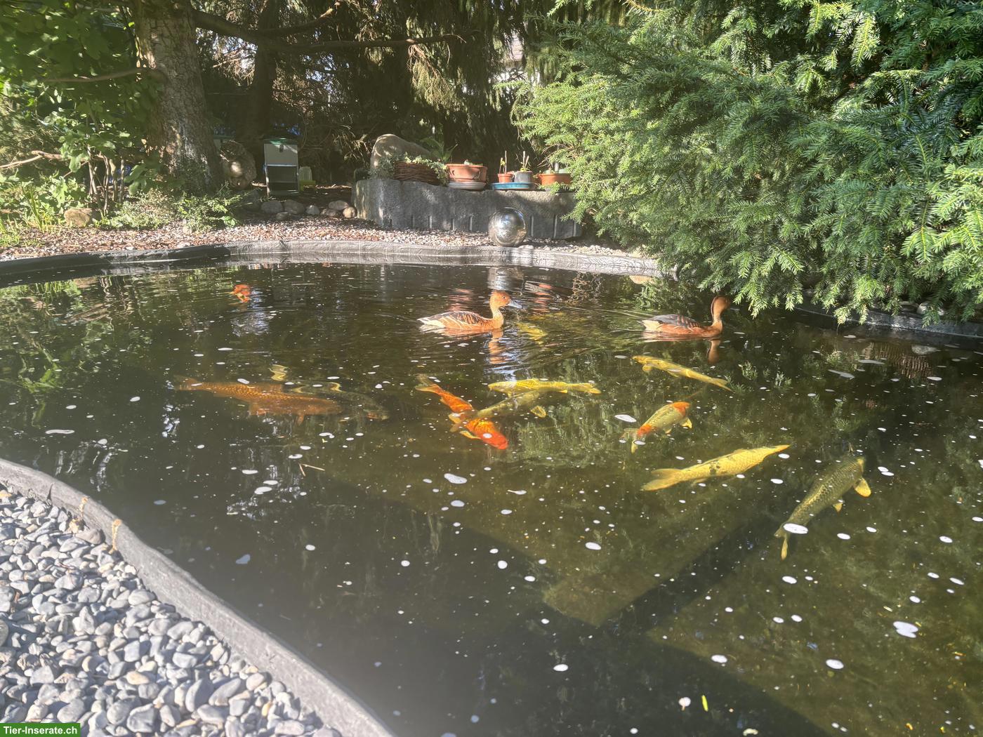 Bild 4: Gelbbrust-Pfeifgänse Paar suchen Zuhause mit Teich