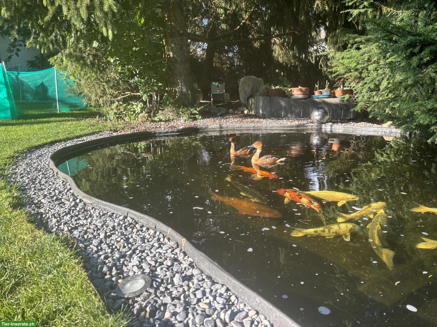 Bild 5: Gelbbrust-Pfeifgänse Paar suchen Zuhause mit Teich