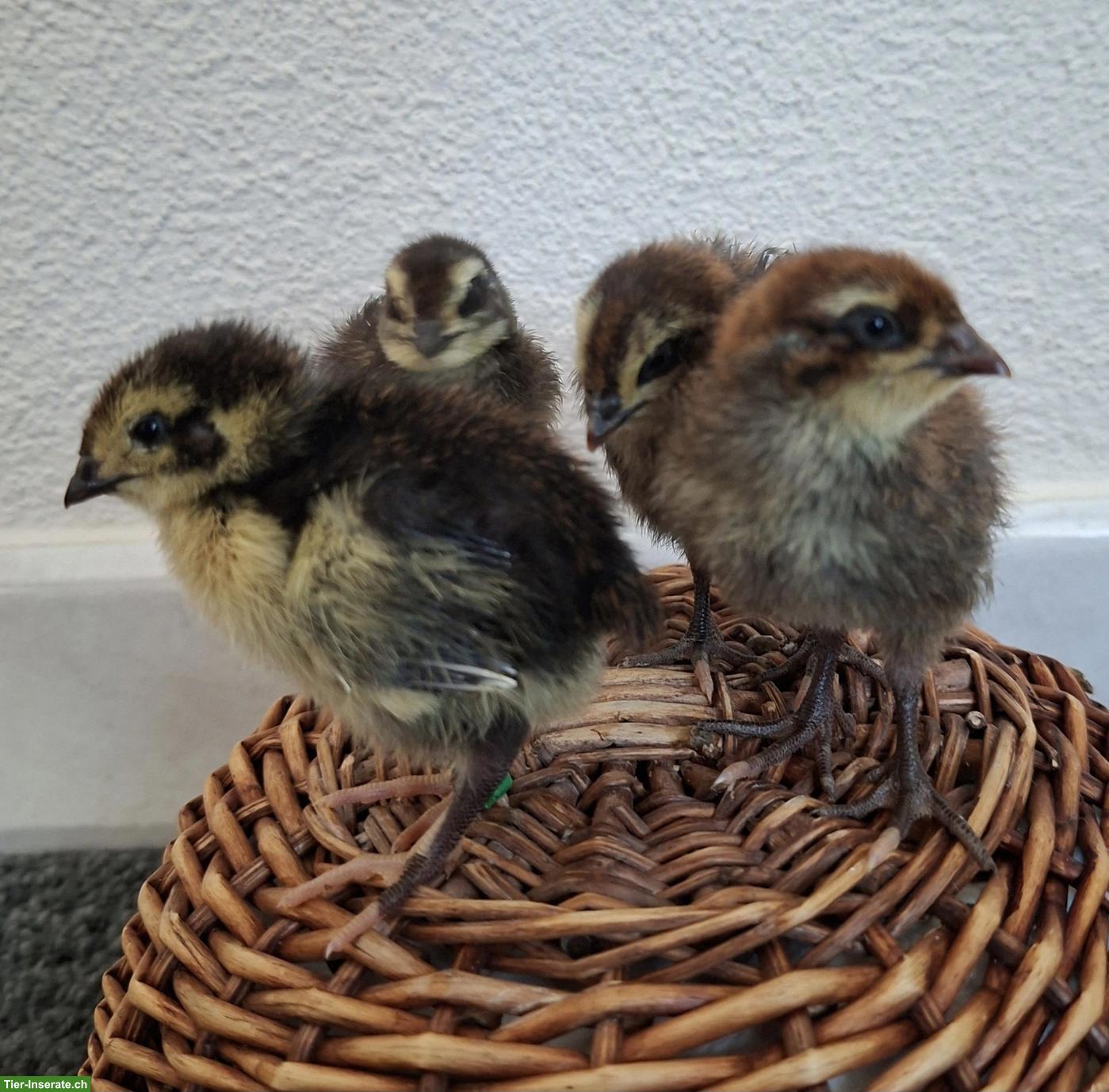 4 verschiedene Wachtelküken zu verkaufen