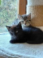 Junge sibirische Waldkatzen Mix Kitten zu verkaufen