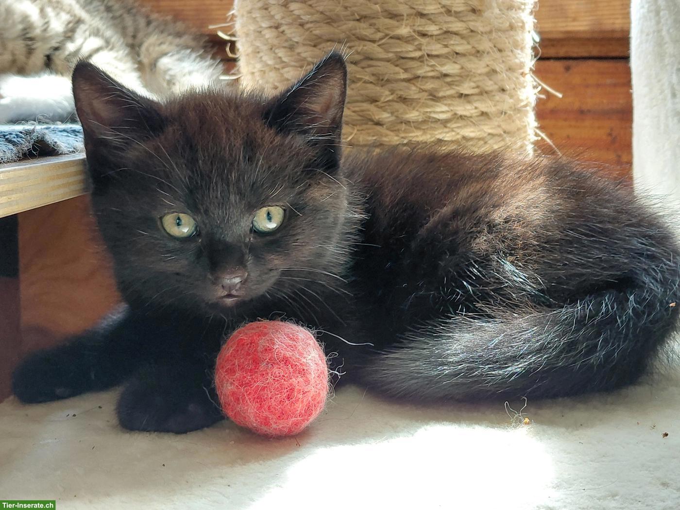Bild 2: Junge sibirische Waldkatzen Mix Kitten zu verkaufen