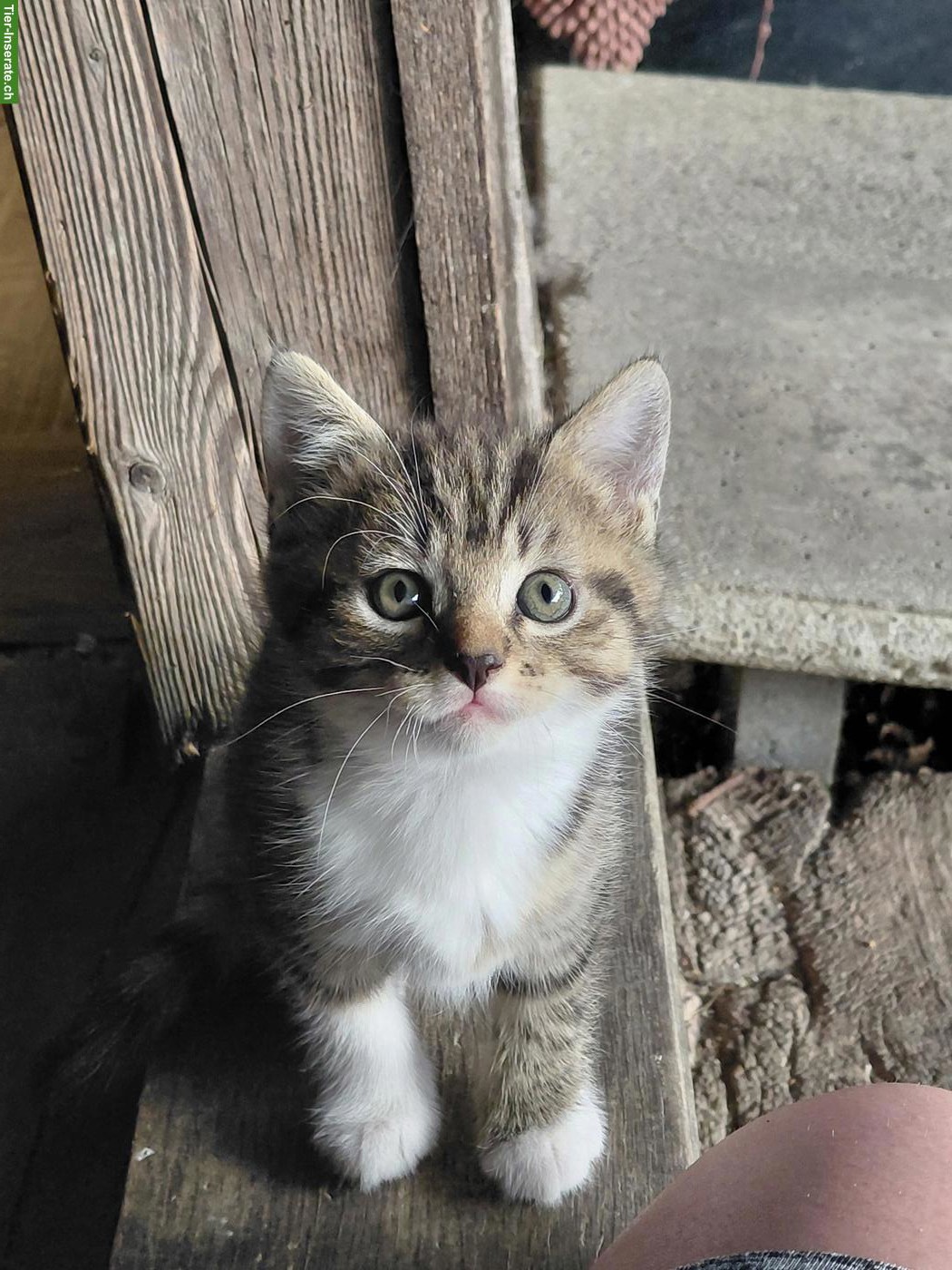 Bild 3: Junge sibirische Waldkatzen Mix Kitten zu verkaufen