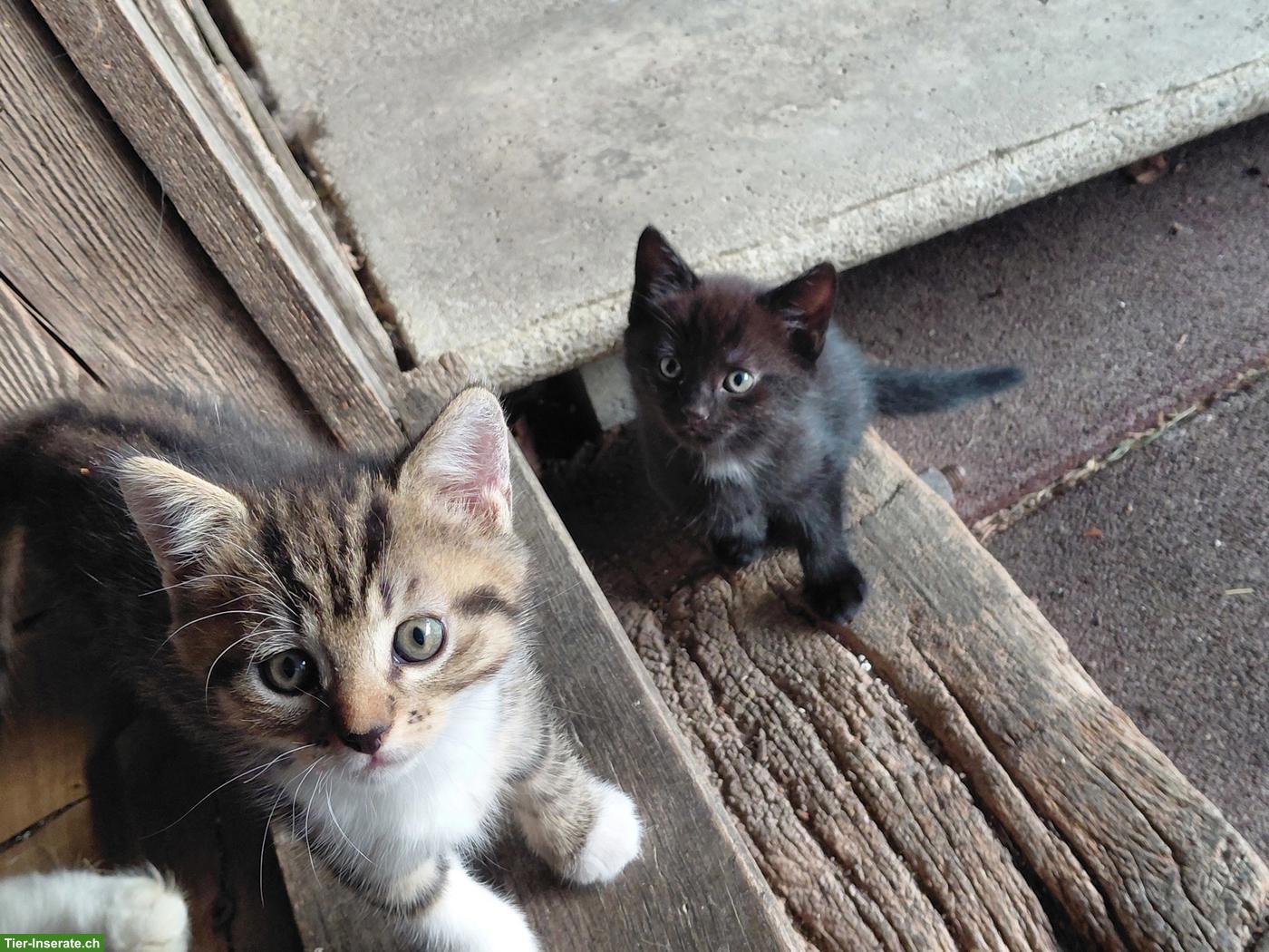 Bild 4: Junge sibirische Waldkatzen Mix Kitten zu verkaufen
