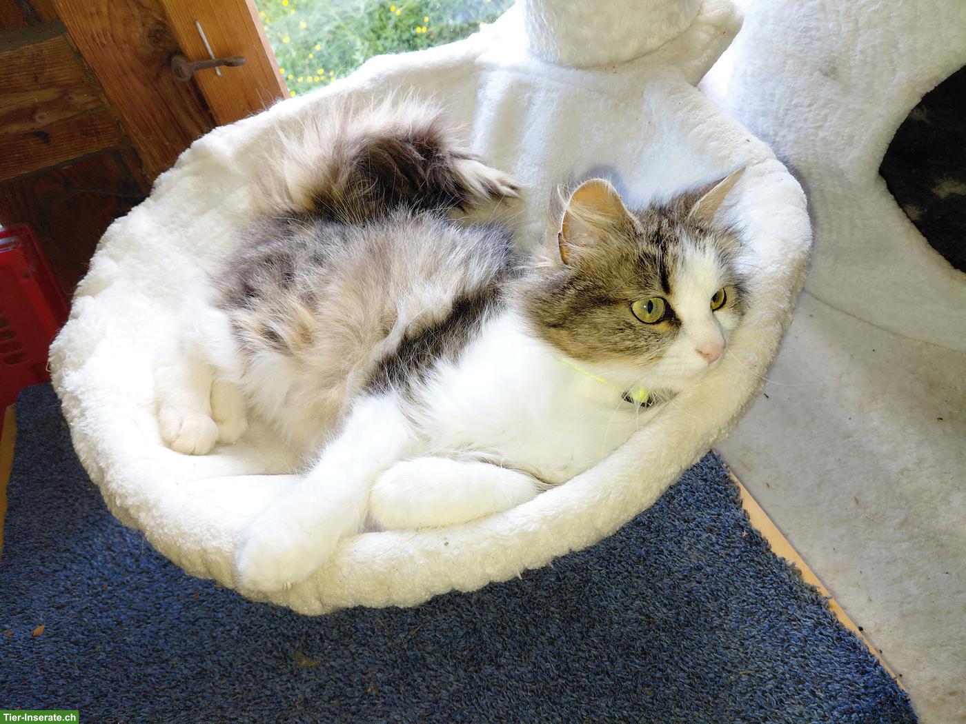 Bild 5: Junge sibirische Waldkatzen Mix Kitten zu verkaufen