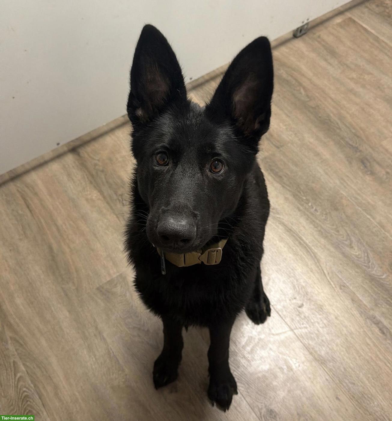 Schwarzer Deutscher Schäferhund, Hündin mit FCI-Stammbaum