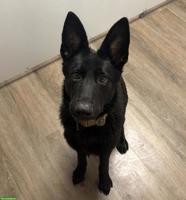 Schwarzer Deutscher Schäferhund, Hündin mit FCI-Stammbaum