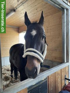 Schweizer Warmblut Wallach, 14 Jahre