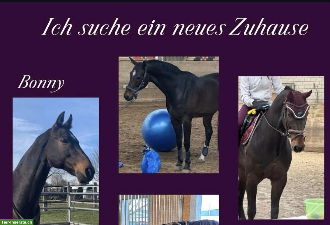 Bild 2: Schweizer Warmblut Wallach, 14 Jahre