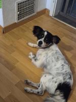 Mischlings Rüde Levi sucht sein Traumzuhause
