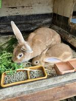 Burgunder Kaninchen, Zippe