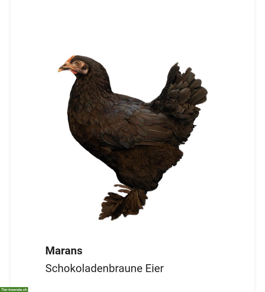 Buntleger und andere Hühnerrassen bis am 05.09 zu verschenken