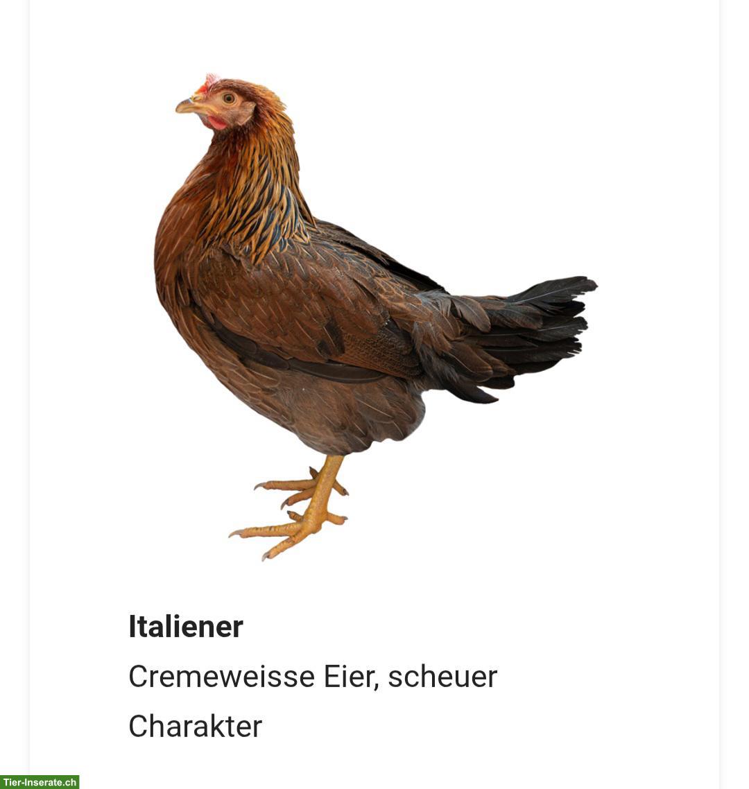 Bild 10: Buntleger und andere Hühnerrassen bis am 05.09 zu verschenken