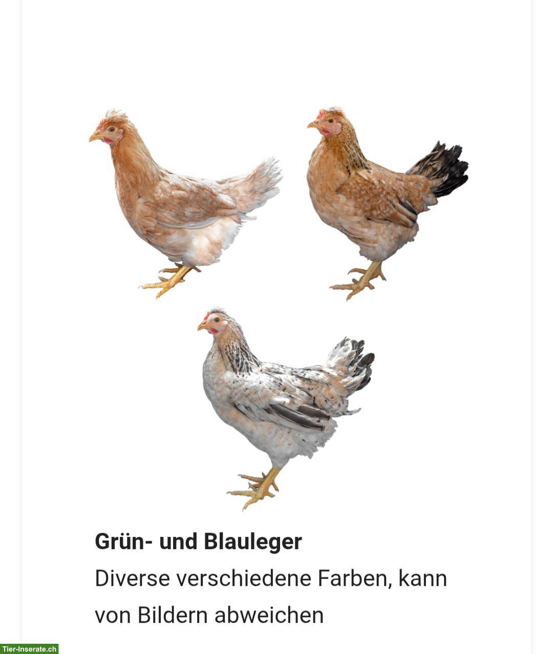 Bild 2: Buntleger und andere Hühnerrassen bis am 05.09 zu verschenken