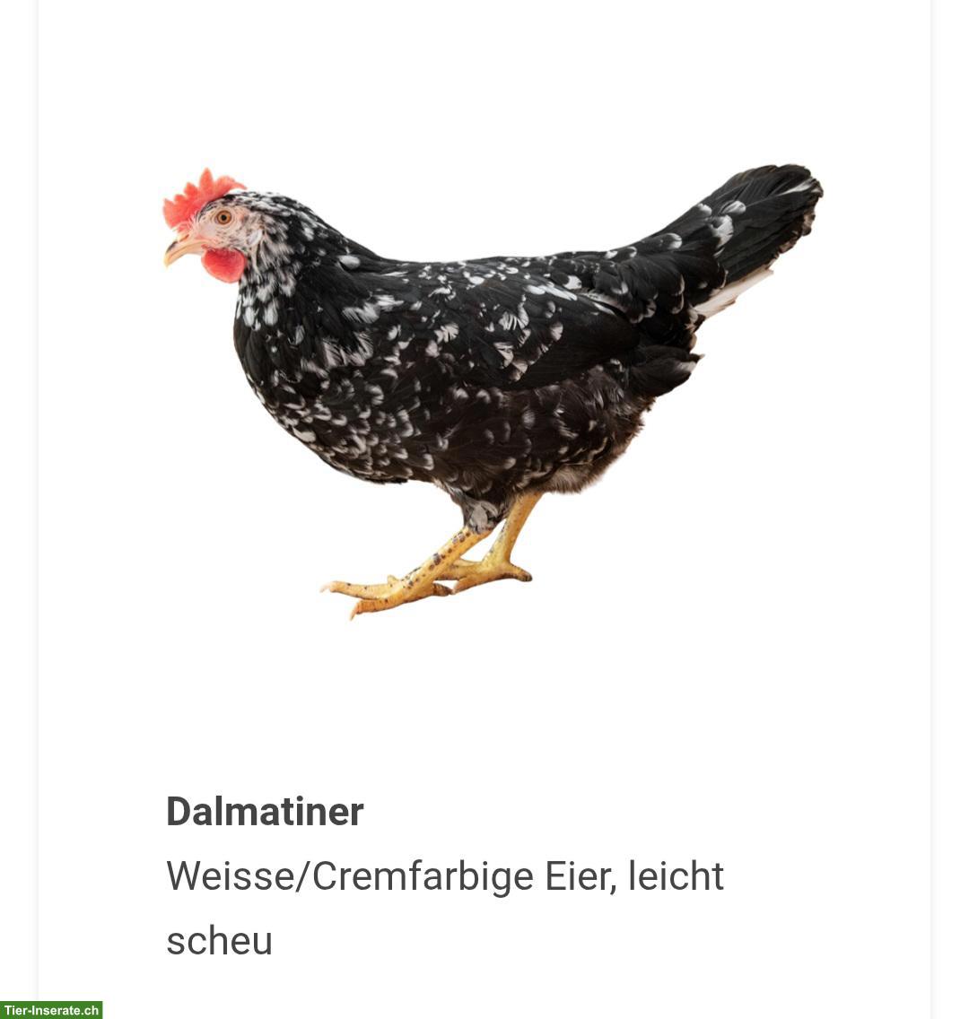 Bild 3: Buntleger und andere Hühnerrassen bis am 05.09 zu verschenken