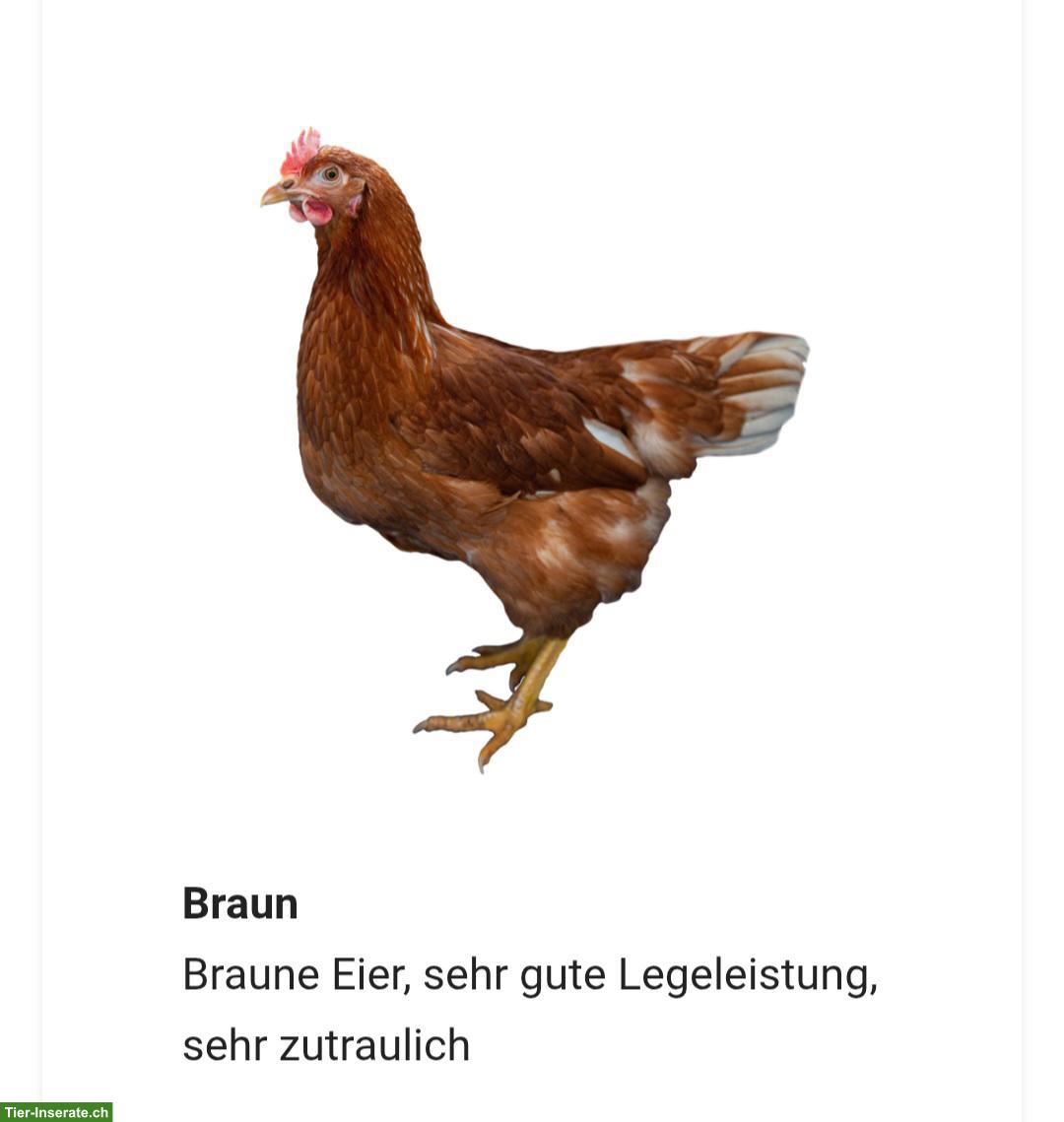 Bild 5: Buntleger und andere Hühnerrassen bis am 05.09 zu verschenken