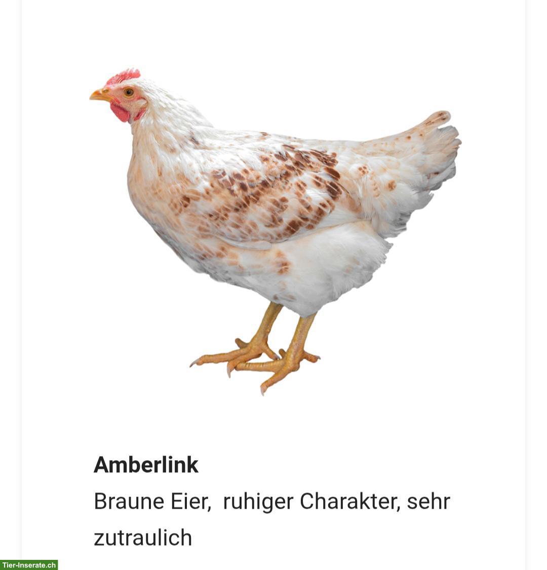 Bild 8: Buntleger und andere Hühnerrassen bis am 05.09 zu verschenken