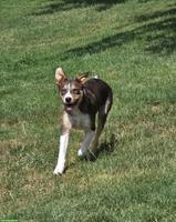 Junger Border Collie Rüde mit SRZ Stammbaum