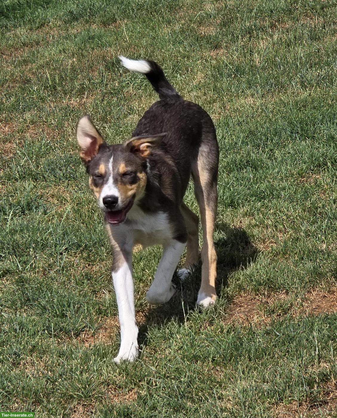 Bild 2: Junger Border Collie Rüde mit SRZ Stammbaum
