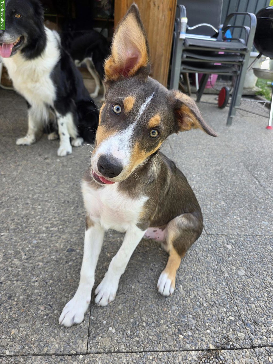 Bild 3: Junger Border Collie Rüde mit SRZ Stammbaum