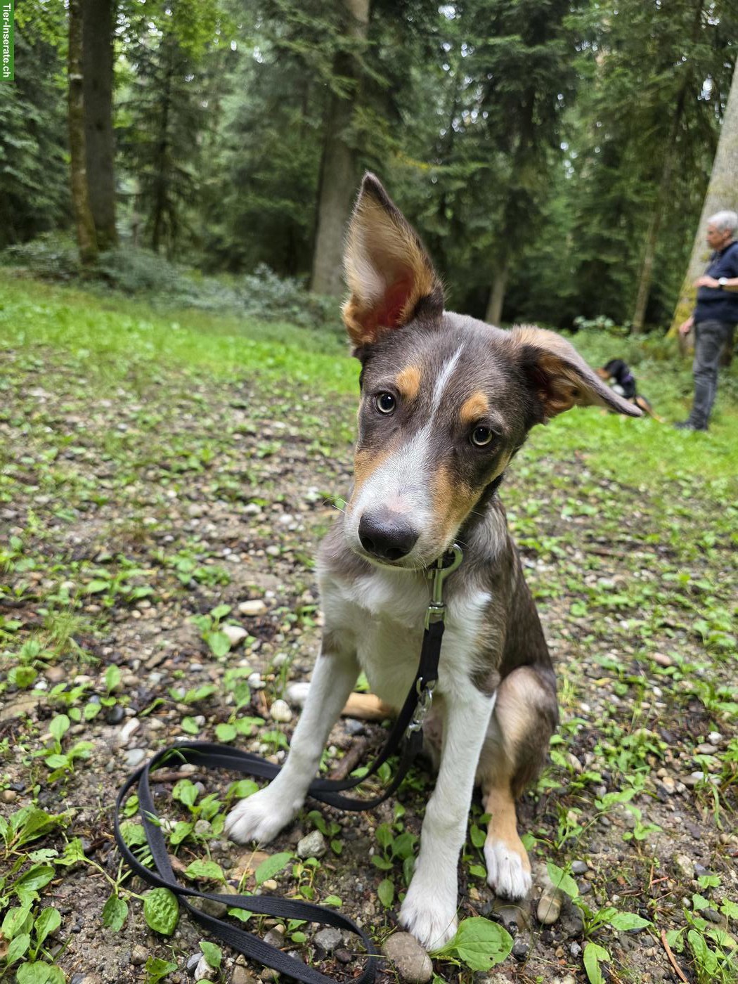 Bild 4: Junger Border Collie Rüde mit SRZ Stammbaum