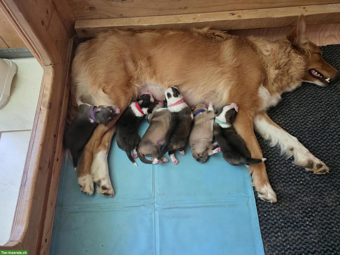 Bild 5: Junger Border Collie Rüde mit SRZ Stammbaum