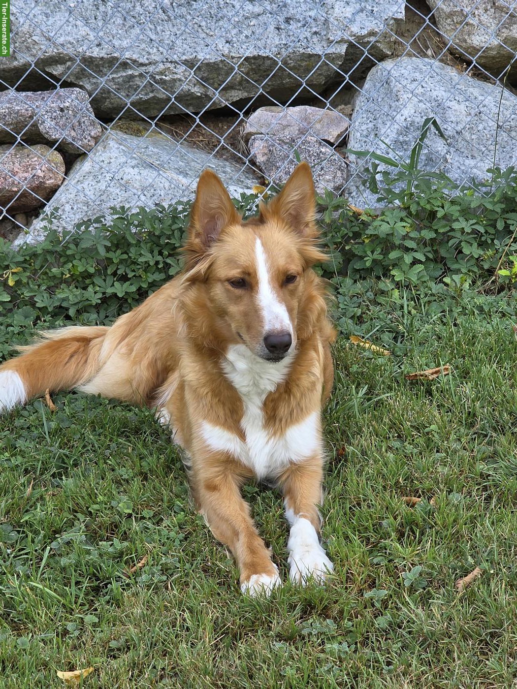 Bild 6: Junger Border Collie Rüde mit SRZ Stammbaum