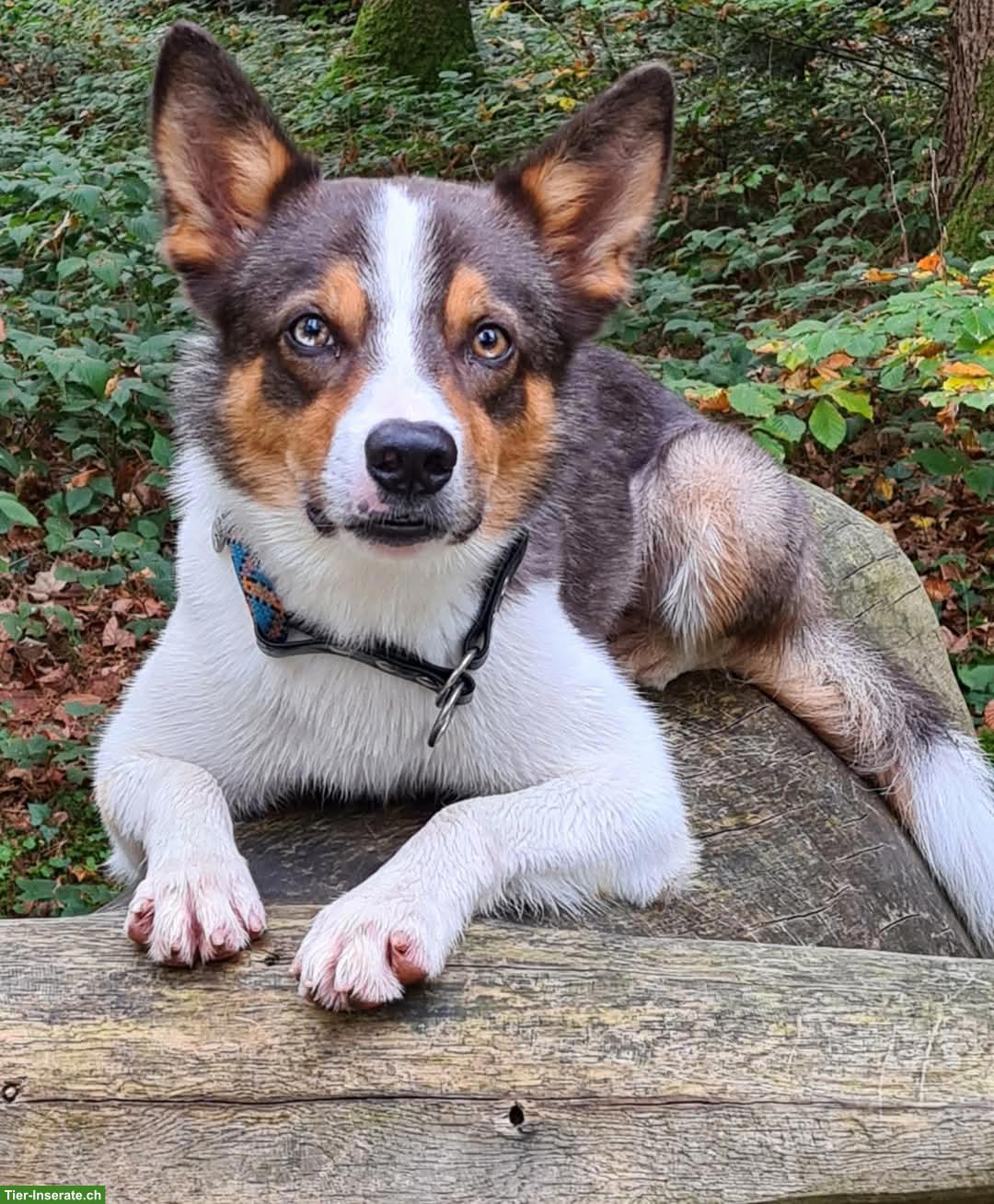 Bild 7: Junger Border Collie Rüde mit SRZ Stammbaum