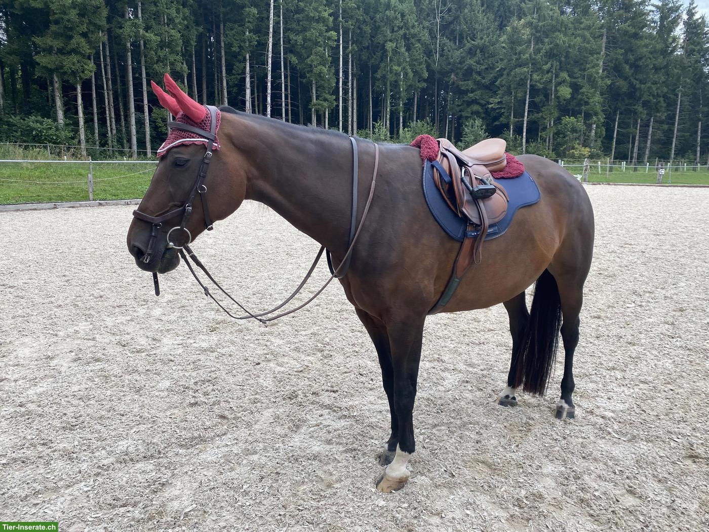 Bild 6: Amerigo Springsattel DJ Newmarket Pinerolo, 17 Zoll