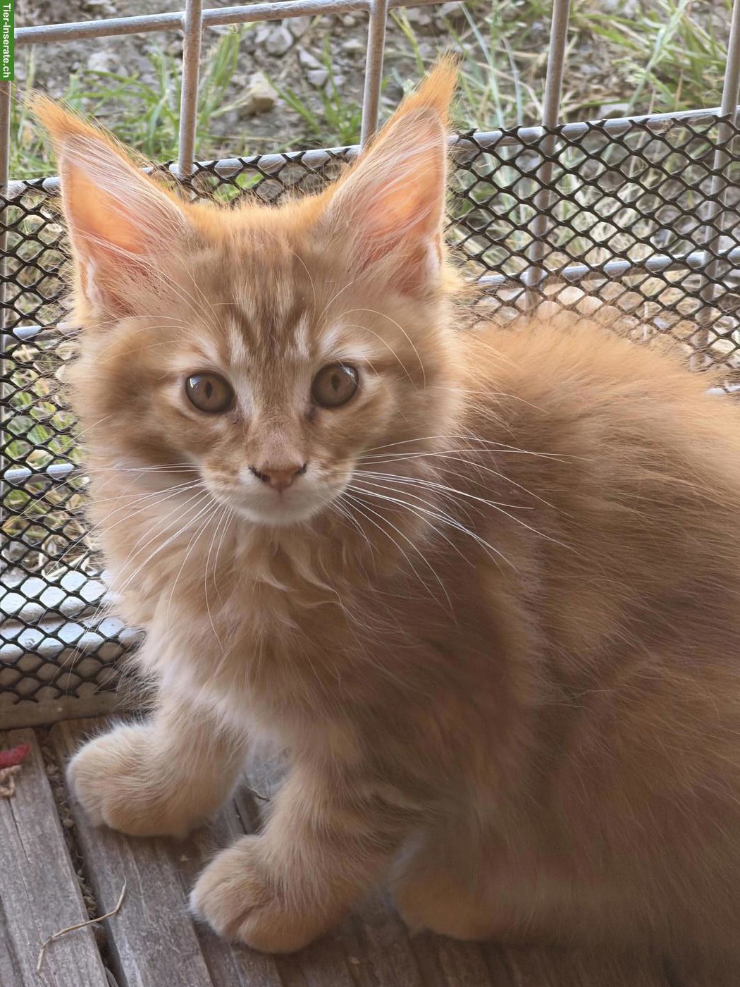 Maine Coon Kitten mit Stammbaum zu verkaufen