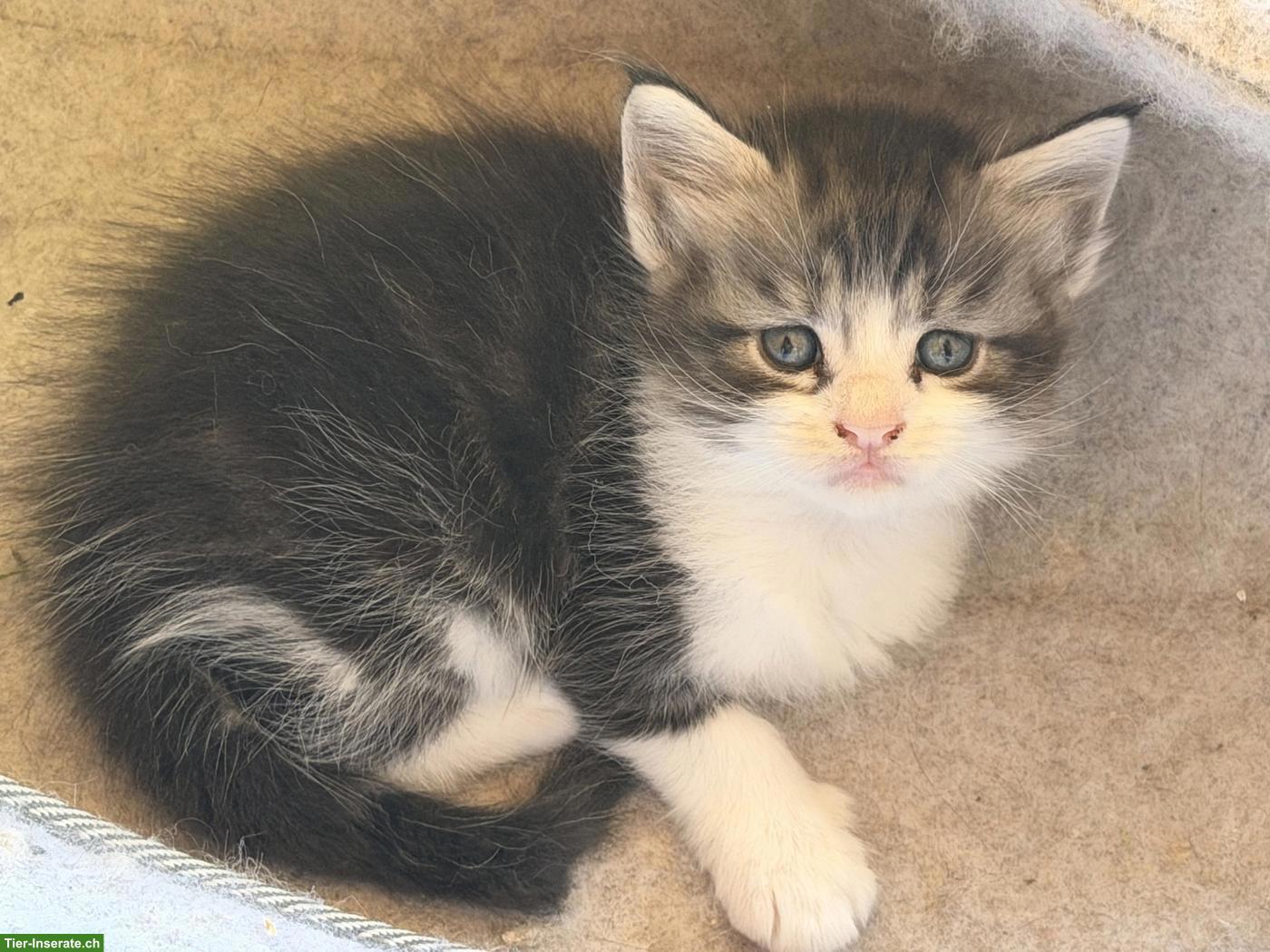 Bild 10: Maine Coon Kitten mit Stammbaum zu verkaufen