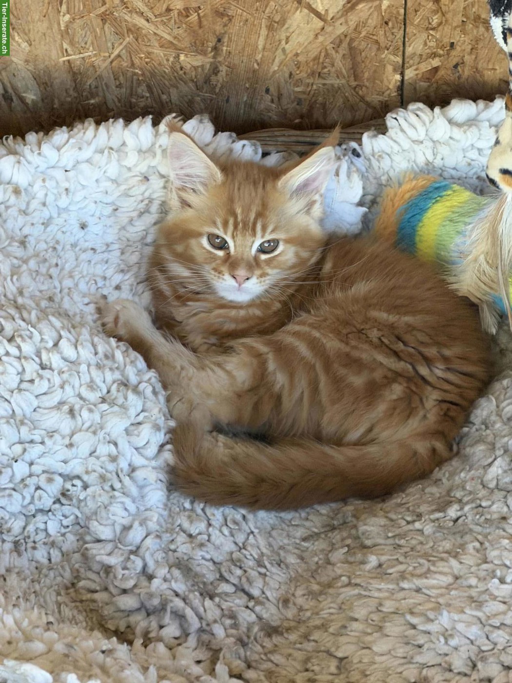 Bild 2: Maine Coon Kitten mit Stammbaum zu verkaufen