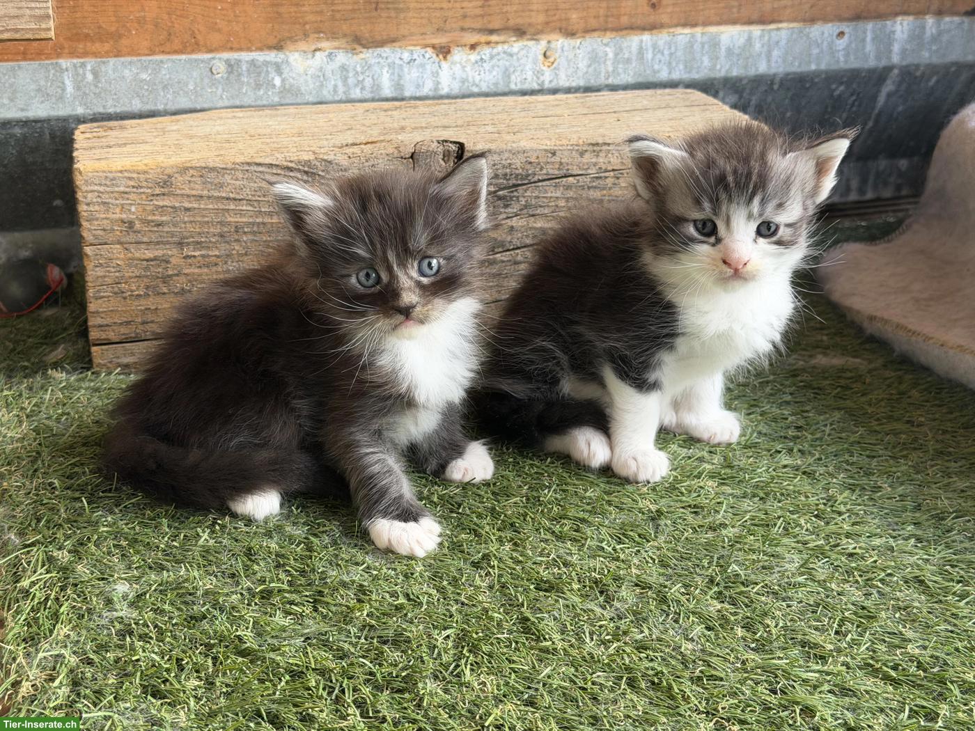 Bild 3: Maine Coon Kitten mit Stammbaum zu verkaufen