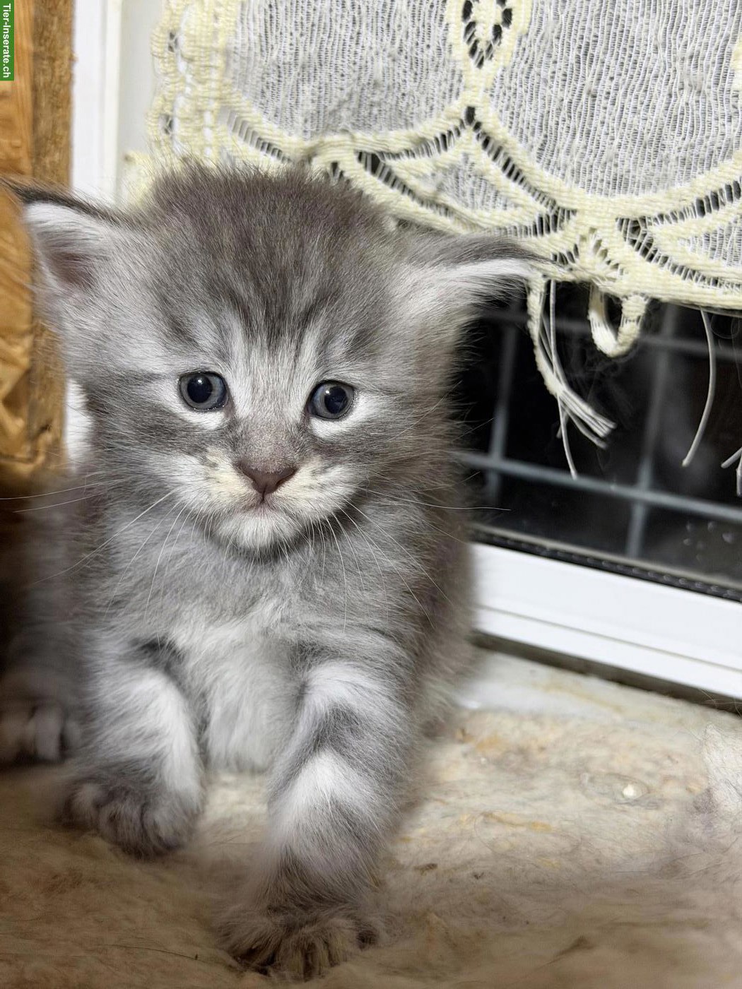 Bild 4: Maine Coon Kitten mit Stammbaum zu verkaufen