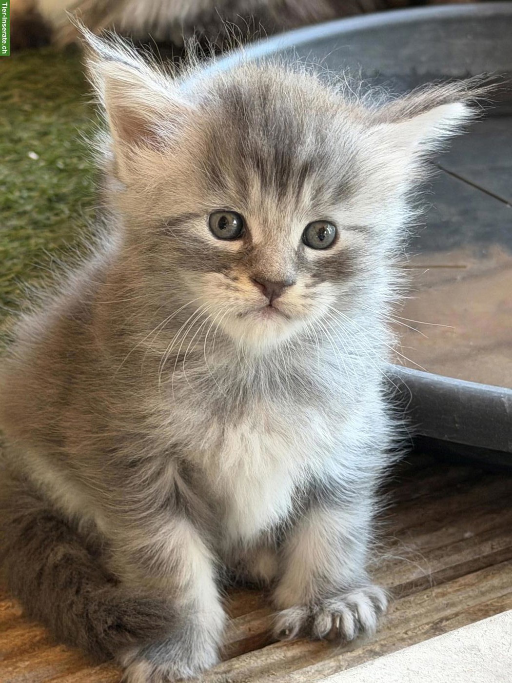 Bild 5: Maine Coon Kitten mit Stammbaum zu verkaufen