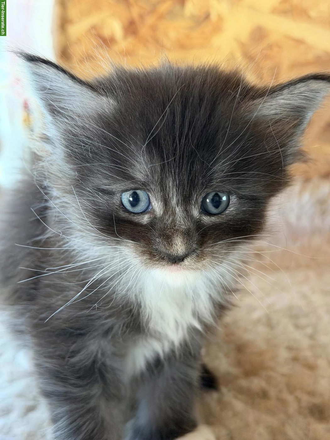 Bild 6: Maine Coon Kitten mit Stammbaum zu verkaufen