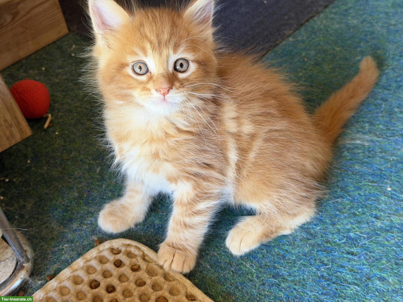 Bild 7: Maine Coon Kitten mit Stammbaum zu verkaufen