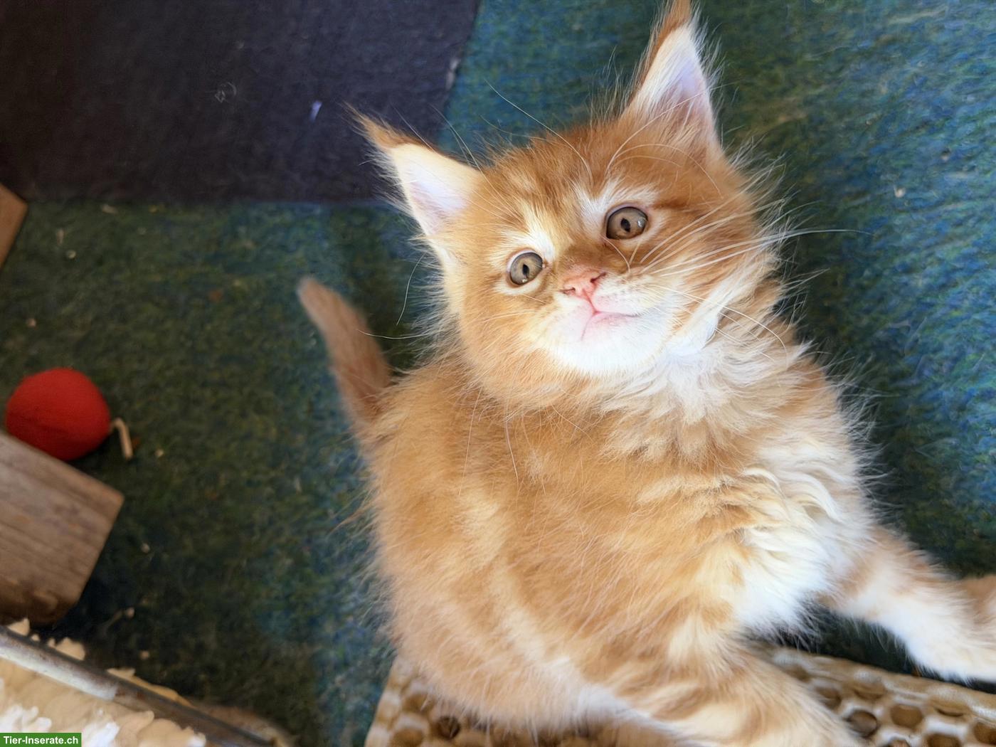 Bild 8: Maine Coon Kitten mit Stammbaum zu verkaufen